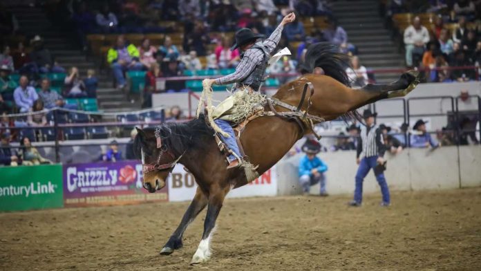 Bucking horse at Colorado rodeo