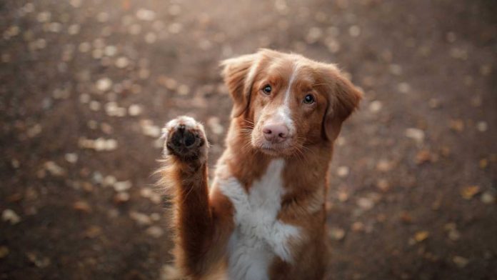 Dog waving a paw
