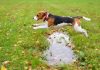 Dog jumping over puddle