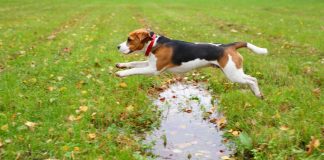 Dog jumping over puddle
