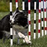 Dog doing agility trick