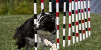 Underdog ready to ‘do more’ with its North Carolina sportsbook launch Dog doing agility trick