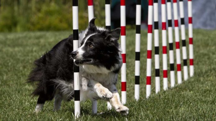 Dog doing agility trick