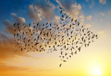 A group of birds fly in an arrow formation