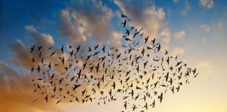 A group of birds fly in an arrow formation