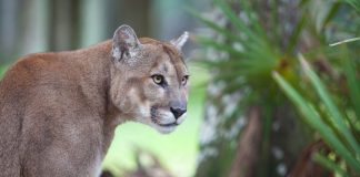Hard Rock Florida Panthers