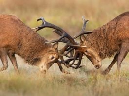 Deer clashing antlers