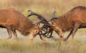 Deer clashing antlers