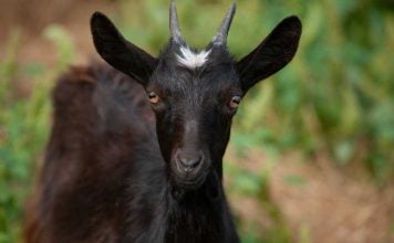 Black goat