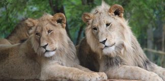 Light & Wonder accused by second company of IP theft Two lions