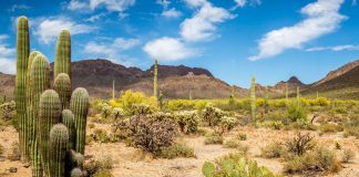SaharaBets deserts Arizona after Coyotes relocation