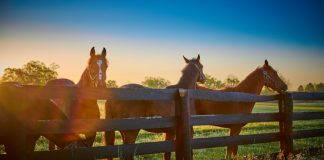 Kentucky Sports Betting Figures June 2024