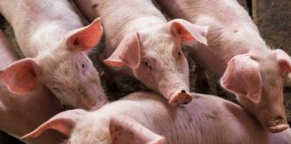 Light & Wonder raises legal stink over pig slot copyright case Pigs