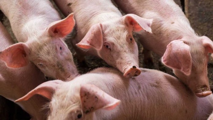 Light-&-Wonder-Rich-Little-Pigs Pigs