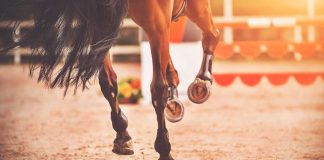 Horseshoe Online Casino gallops online in West Virginia Galloping horse