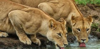 BetMGM Poker now pooling MI and NJ players Two lions drinking from water source