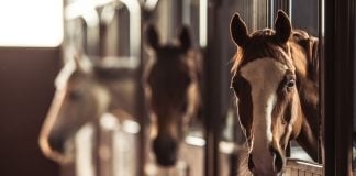Caesars adds New Jersey to Horseshoe brand’s stable of states horseshoe-online-casino-new-jersey