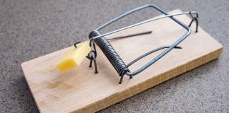 Mousetrap baited with cheese