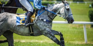 1/ST secures global horse racing deal with Goodwood Racecourse 1/ST Goodwood Racecourse Partnership North America United Kingdom