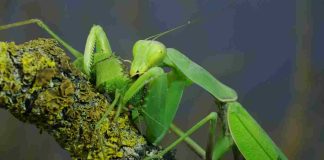 Praying mantis cannibalizing other mantis, like some suggest online casinos cannibalize retail casinos.