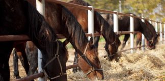 NJ bill aims to corral sweepstakes casinos via regulation Horses in a pen, representing the regulation of sweepstake casinos