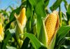 Nebraska Legislative Bill 421 Online Sports Betting Bill Measure