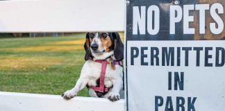 Dog not allowed in park much like Underdog is currently not allowed in NY