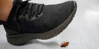 Shoe smooshing bug representing NJ regulators overstepping CFTC