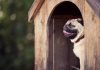 Dog in doghouse as Underdog secures deal with EPIC Global Solutions