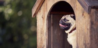 Dog in doghouse as Underdog secures deal with EPIC Global Solutions