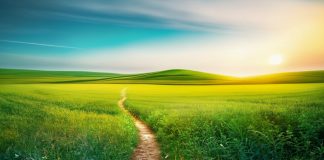 A path through a field, such as the one Flutter is exploring for prediction markets
