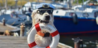 A dog holding a 'Welcome Aboard' message, evoking how sweepstakes casinos may greet new customers