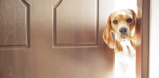 Underdog Fantasy relaunches draft games in New York A dog peering through an open door, as Underdog Fantasy might have done before re-entering New York