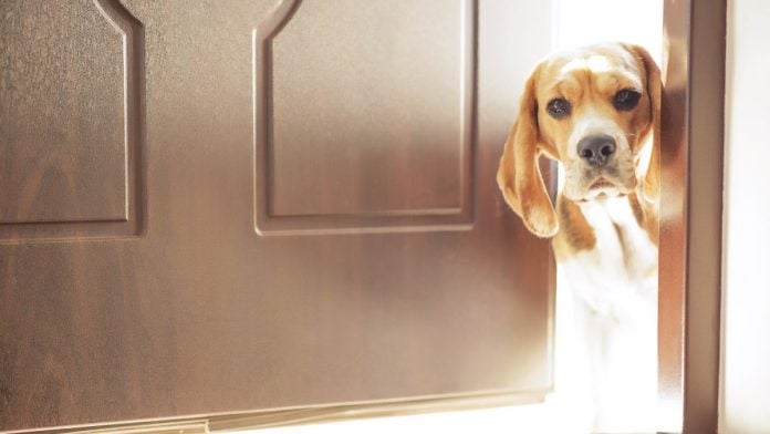 A dog peering through an open door, as Underdog Fantasy might have done before re-entering New York