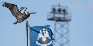 A pelican flying over the state flag of Louisiana, which is about to ban online sweepstakes casinos