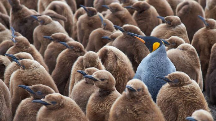 Standing out in a crowd of penguins, as Soft2Bet does in new markets