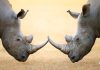 Rhinos locking horns as a concept for the challenges of retail and online unity