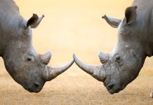Rhinos locking horns as a concept for the challenges of retail and online unity