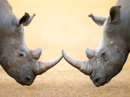 Rhinos locking horns as a concept for the challenges of retail and online unity