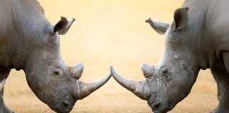 Rhinos locking horns as a concept for the challenges of retail and online unity