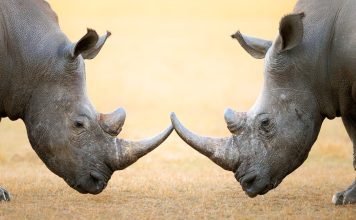 Rhinos locking horns as a concept for the challenges of retail and online unity