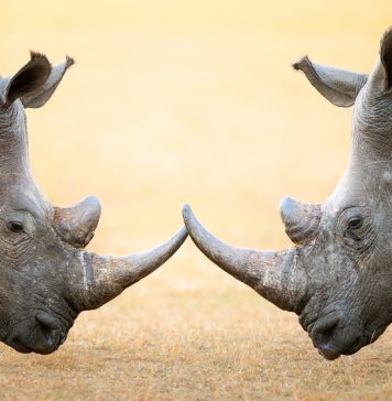 Rhinos locking horns as a concept for the challenges of retail and online unity