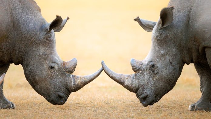 Rhinos locking horns as a concept for the challenges of retail and online unity
