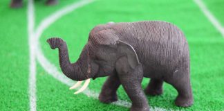MA GOP party exec opposes $10M DraftKings NFT settlement Elephant toy on a soccer field