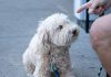 A dog being told no