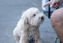 A dog being told no