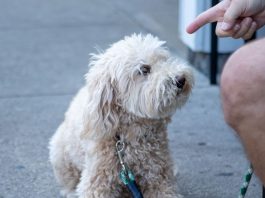 A dog being told no