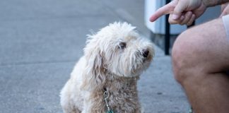 California court rejects Underdog’s request for TRO in DFS case A dog being told no
