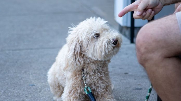 A dog being told no