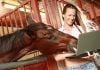 Horse looking at a laptop